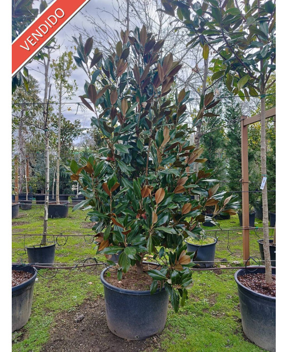 MAGNOLIA GRANDIFLORA 061