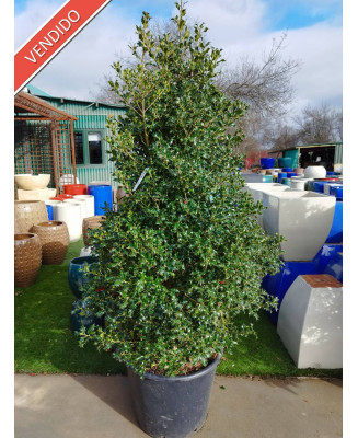 ACEBO (ILEX AQUIFOLIUM) 004