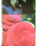 CAMELIA BLACK LACE
