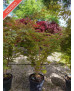 ACER PALMATUM SANGOKAKU 037