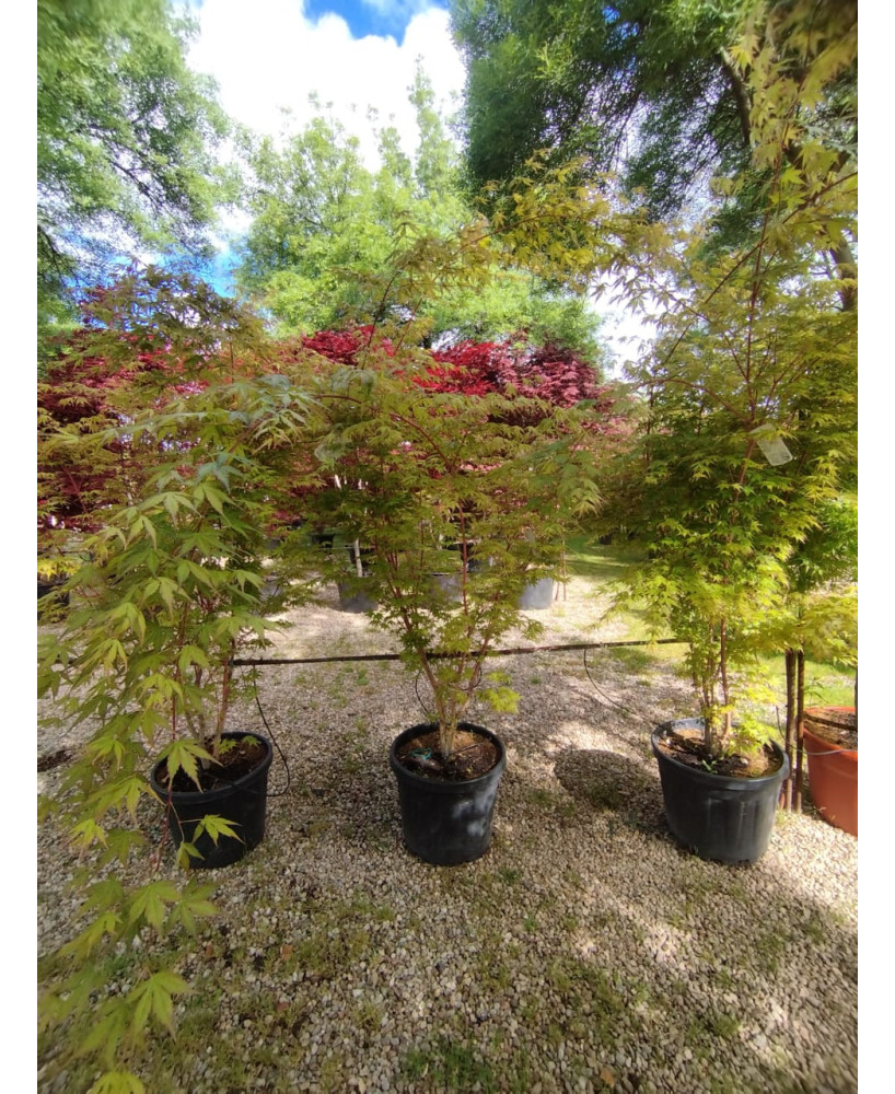 ACER PALMATUM SANGOKAKU 037
