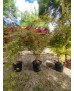ACER PALMATUM SANGOKAKU 037