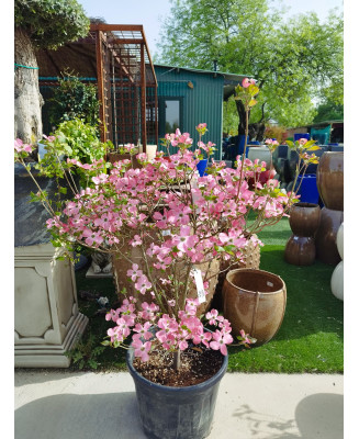 CORNUS FLORIDA CHEROKEE CHIEF