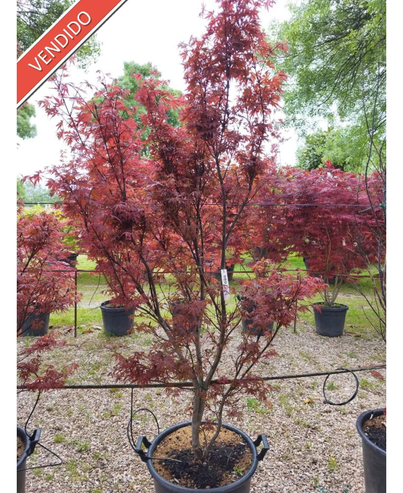 ACER PALMATUM SKEETEE'S BROOM 060