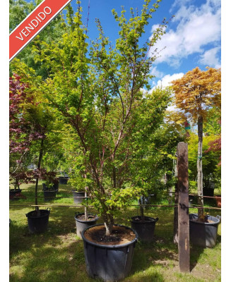 ACER PALMATUM SANGOKAKU 105