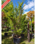 ACER PALMATUM SANGOKAKU 105