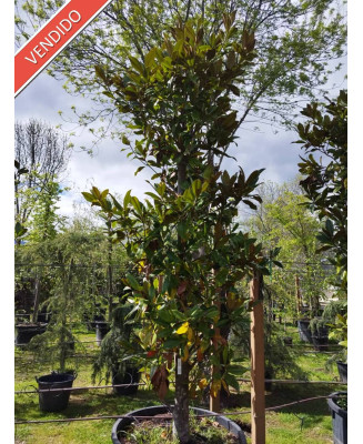 MAGNOLIA GRANDIFLORA GALLISONENSIS 022