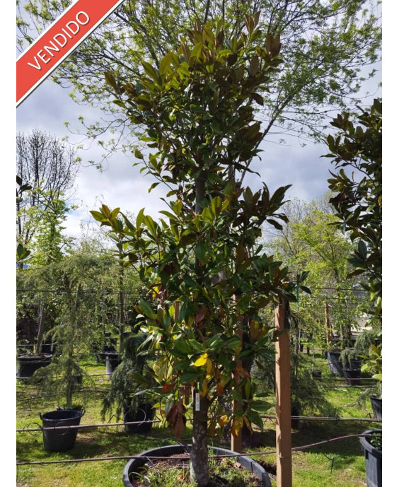 MAGNOLIA GRANDIFLORA GALLISONENSIS 022