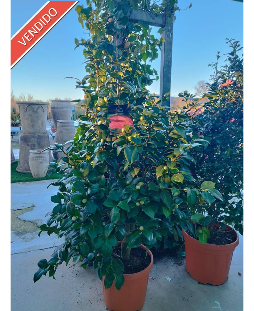 CAMELIA BELLA LAMBERTI