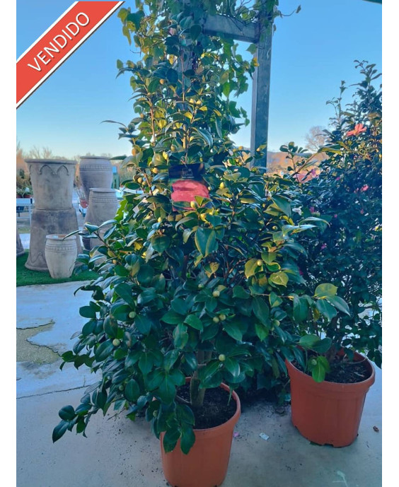 CAMELIA BELLA LAMBERTI