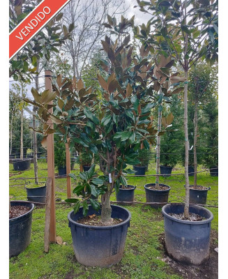 MAGNOLIA GRANDIFLORA 065