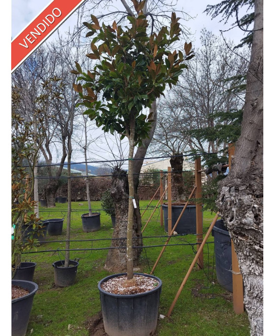 MAGNOLIA GRANDIFLORA 070