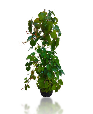 AMPELOPSIS (P. TRICUSPIDATA VIETCHII) 3L