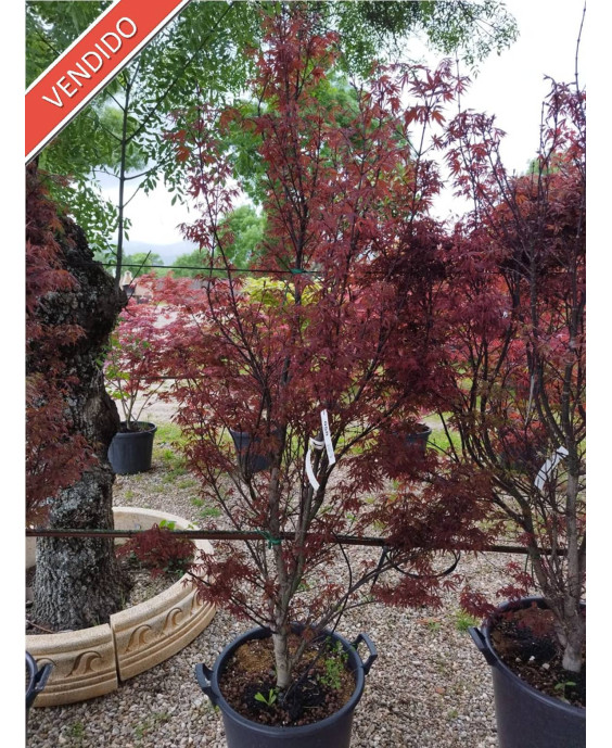 ACER PALMATUM SKEETEE'S BROOM 058