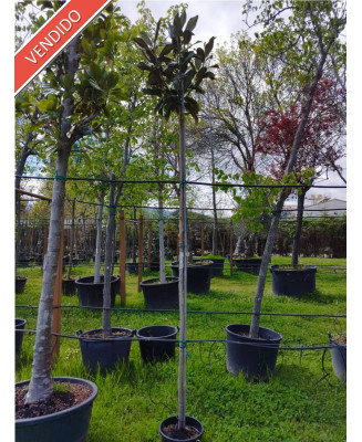 MAGNOLIA GRANDIFLORA 034