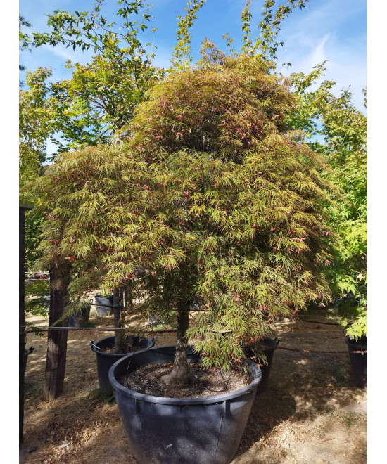 ACER PALMATUM DISS. COPA INABA SHIDARE 106