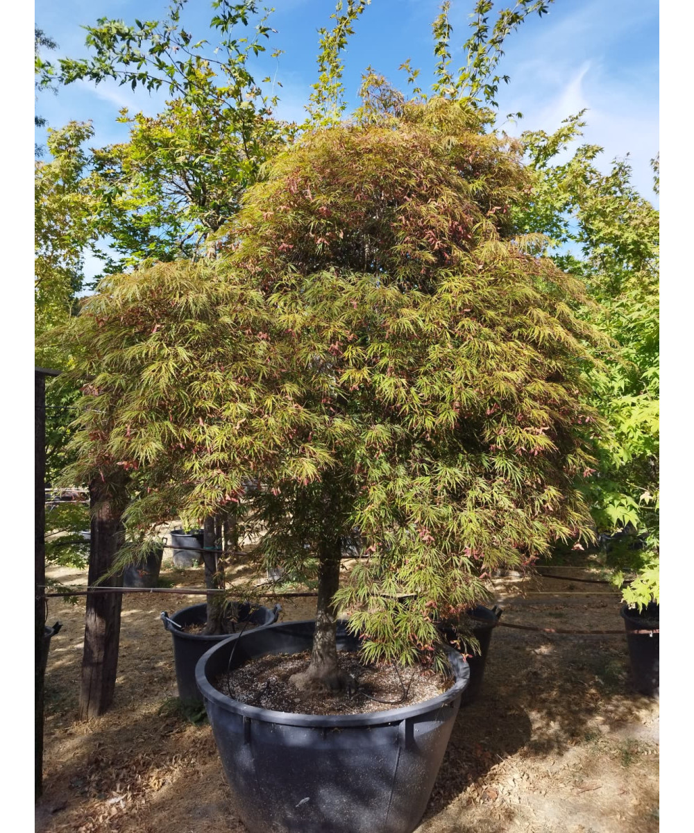 ACER PALMATUM DISS. COPA INABA SHIDARE 106