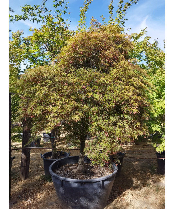 ACER PALMATUM DISS. COPA INABA SHIDARE 106