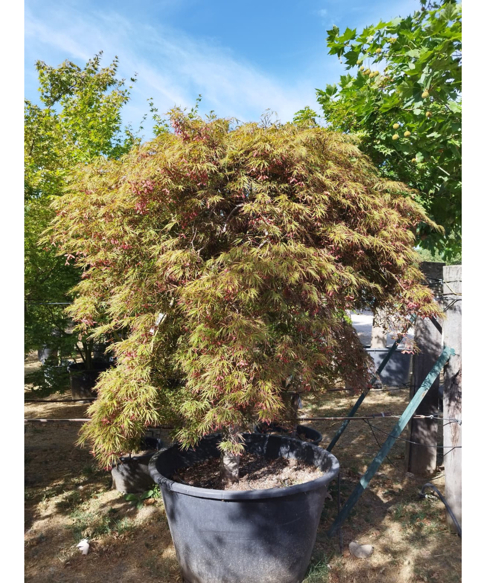 ACER PALMATUM DISS. INABA SHIDARE EJEMPLAR 108
