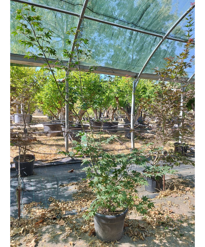 ACER PALMATUM OSAKAZUKI