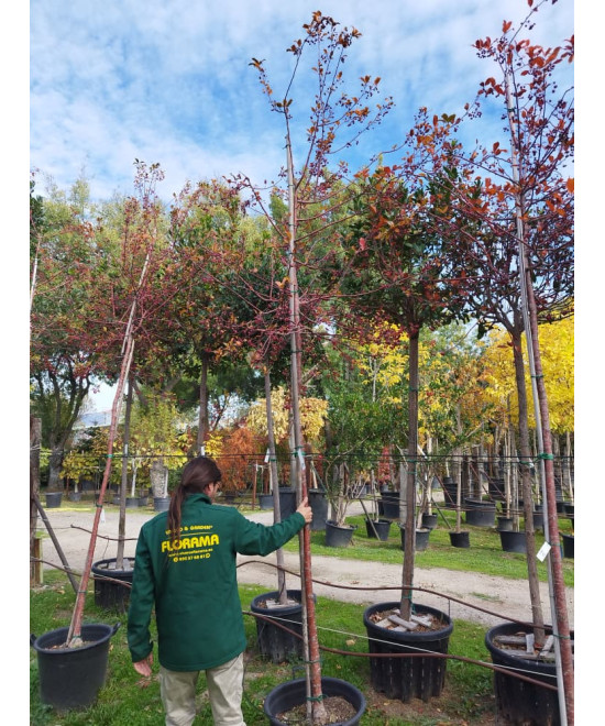 MALUS PRAIRIE FIRE