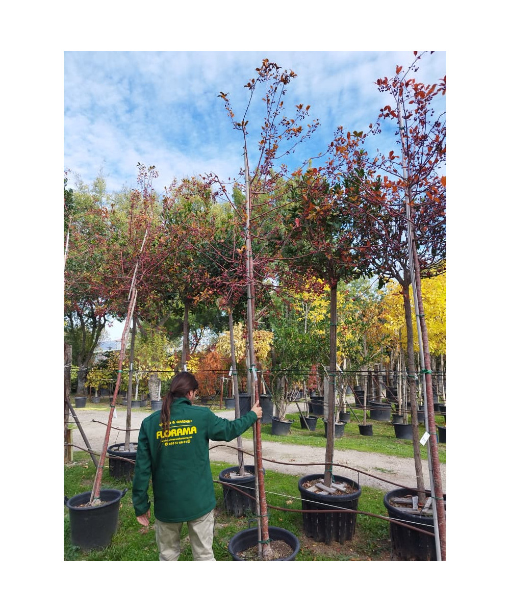 MALUS PRAIRIE FIRE