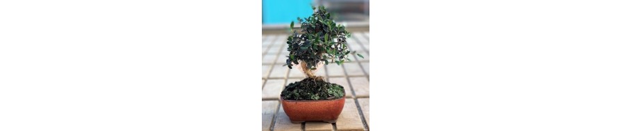 BONSAI