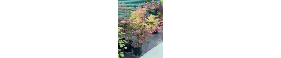 A. P. SHERWOOD FLAME