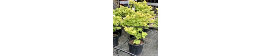 ACER SHIRASAWANUM AUREM
